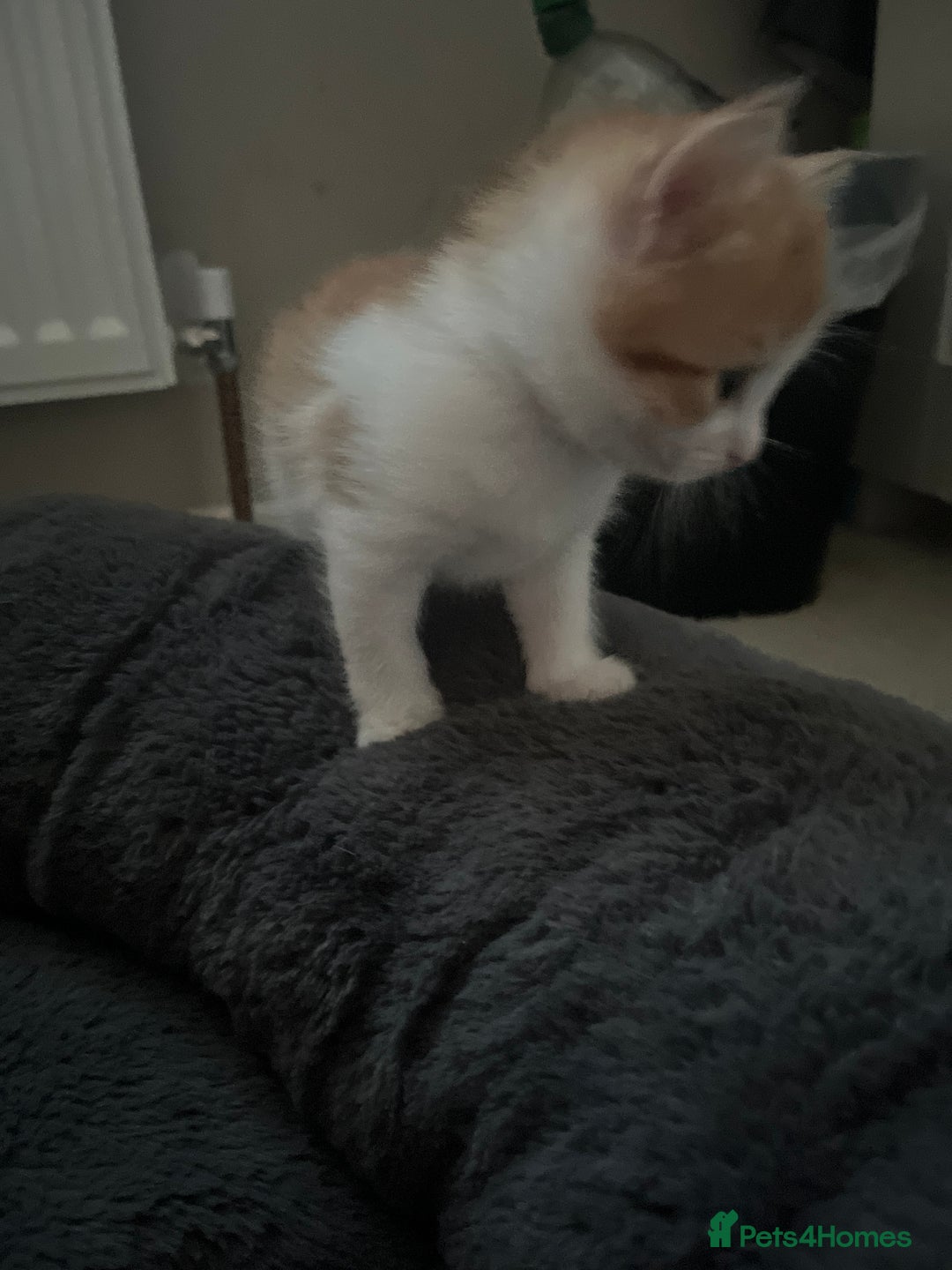 Mixed Breed cats for sale: 4 beautiful kittens - Image 8