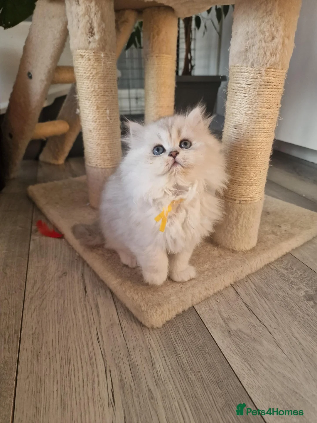 British Longhair cats for sale: 5 Beautiful British Longhair white/silver kittens - Advert 30