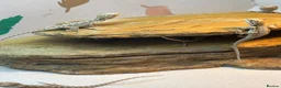 Bearded Dragon reptiles for sale: Baby Bearded Dragons. Visual Dunners & Hypos - Advert 34