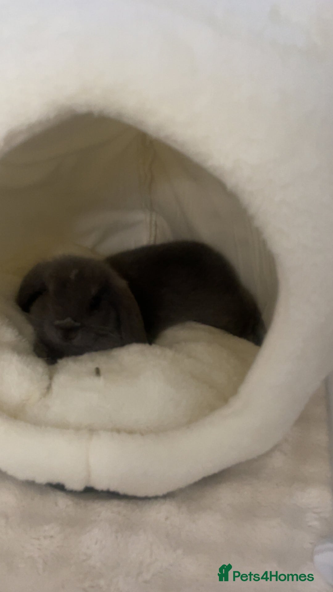 Mini Lop rabbits for sale: gorgeous mini lop girl for sale! - Advert 4