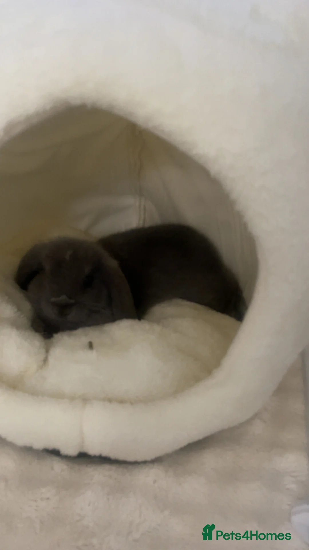 Mini Lop rabbits for sale: gorgeous mini lop girl for sale! - Advert 4