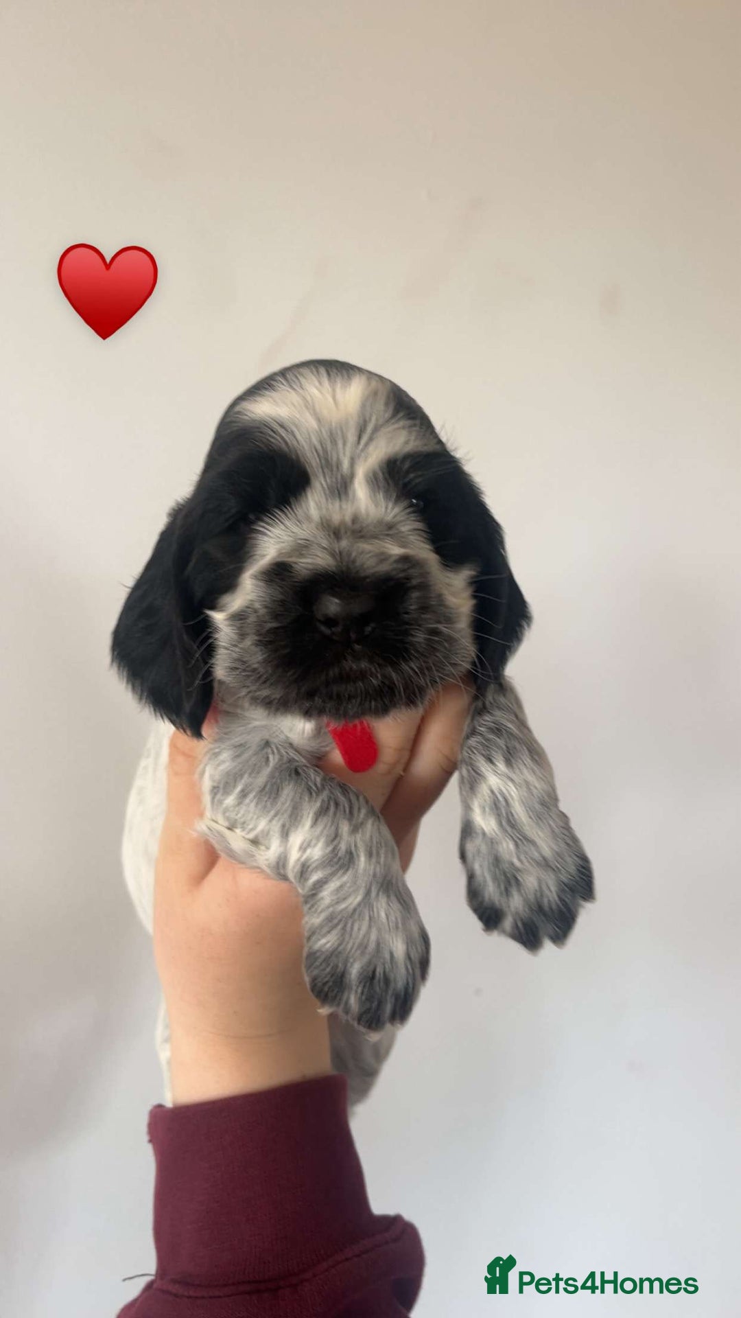 Cocker Spaniel dogs for sale: KC registered Show Type Cocker Spaniels - Image 9