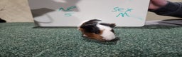 Guinea Pig rodents for sale: Guinea pigs for sale - Advert 10