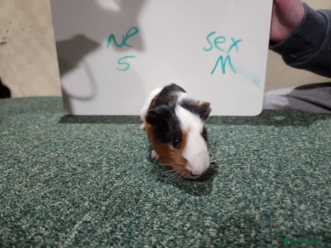 Guinea Pig rodents for sale: Guinea pigs for sale - Advert 10