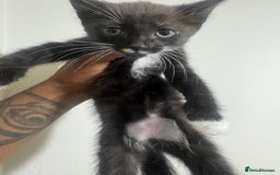British Shorthair cats for sale: Three adorable kittens for sale £50 - Image 2