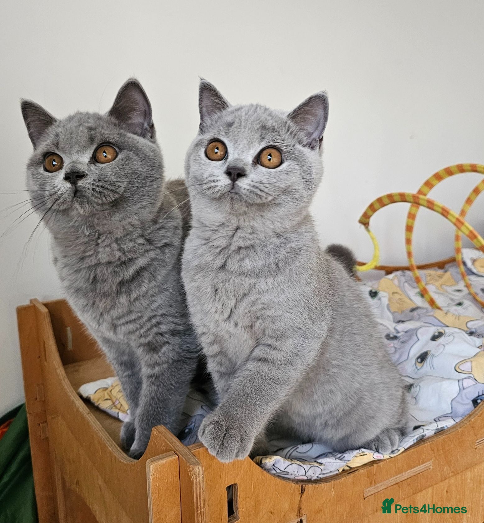 British Shorthair cats Stunning British Shorthair blue kittens NEUTERED - Advert 3