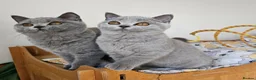 British Shorthair cats for sale: Stunning British Shorthair blue kittens NEUTERED - Advert 1