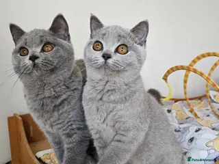 British Shorthair cats Stunning British Shorthair blue kittens NEUTERED - Advert 1