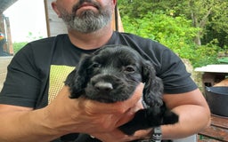 Cocker Spaniel dogs for sale: 5 Beautiful Working Cocker Spaniel Puppies  - Image 6