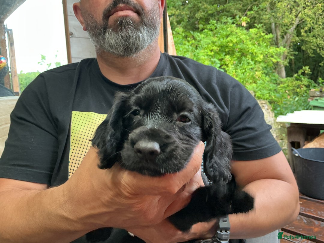 Cocker Spaniel dogs for sale: 5 Beautiful Working Cocker Spaniel Puppies  - Image 6