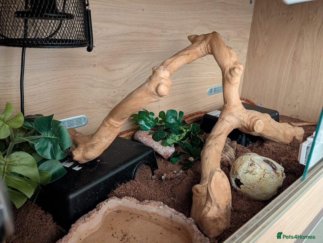 Corn Snake reptiles for sale: Corn snake - Advert 5