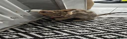 Bengal cats for sale: Genuine bengal kitten Tica registered  - Advert 4