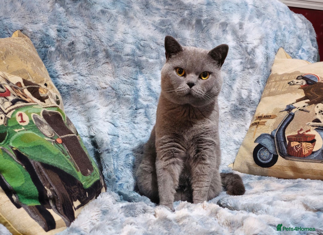 British Shorthair cats for sale: 2 year old British blue  - Advert 4