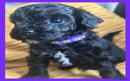Cavapoo dogs for sale: F1 TOY CAVAPOOS ‘ONYX’ HEALTH TESTED - Image 4