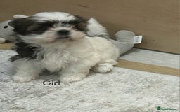 Shih Tzu dogs for sale: Gorgeous full breed Shih Tzu puppies - Image 6