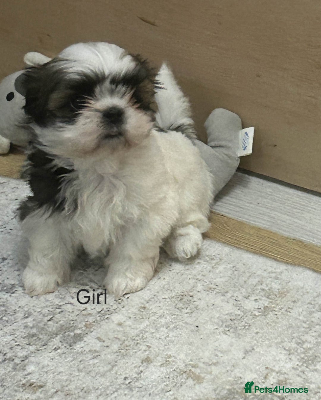 Shih Tzu dogs for sale: Gorgeous full breed Shih Tzu puppies - Image 6