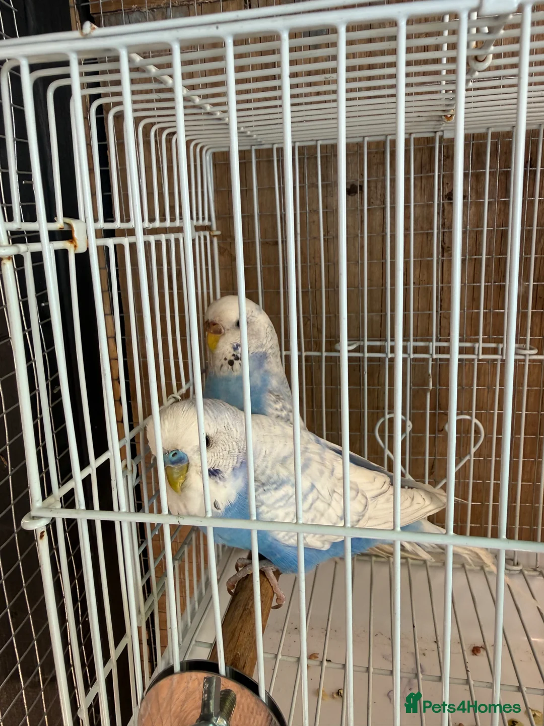 Budgerigars birds for sale: Breeding pair of budgies - Advert 7
