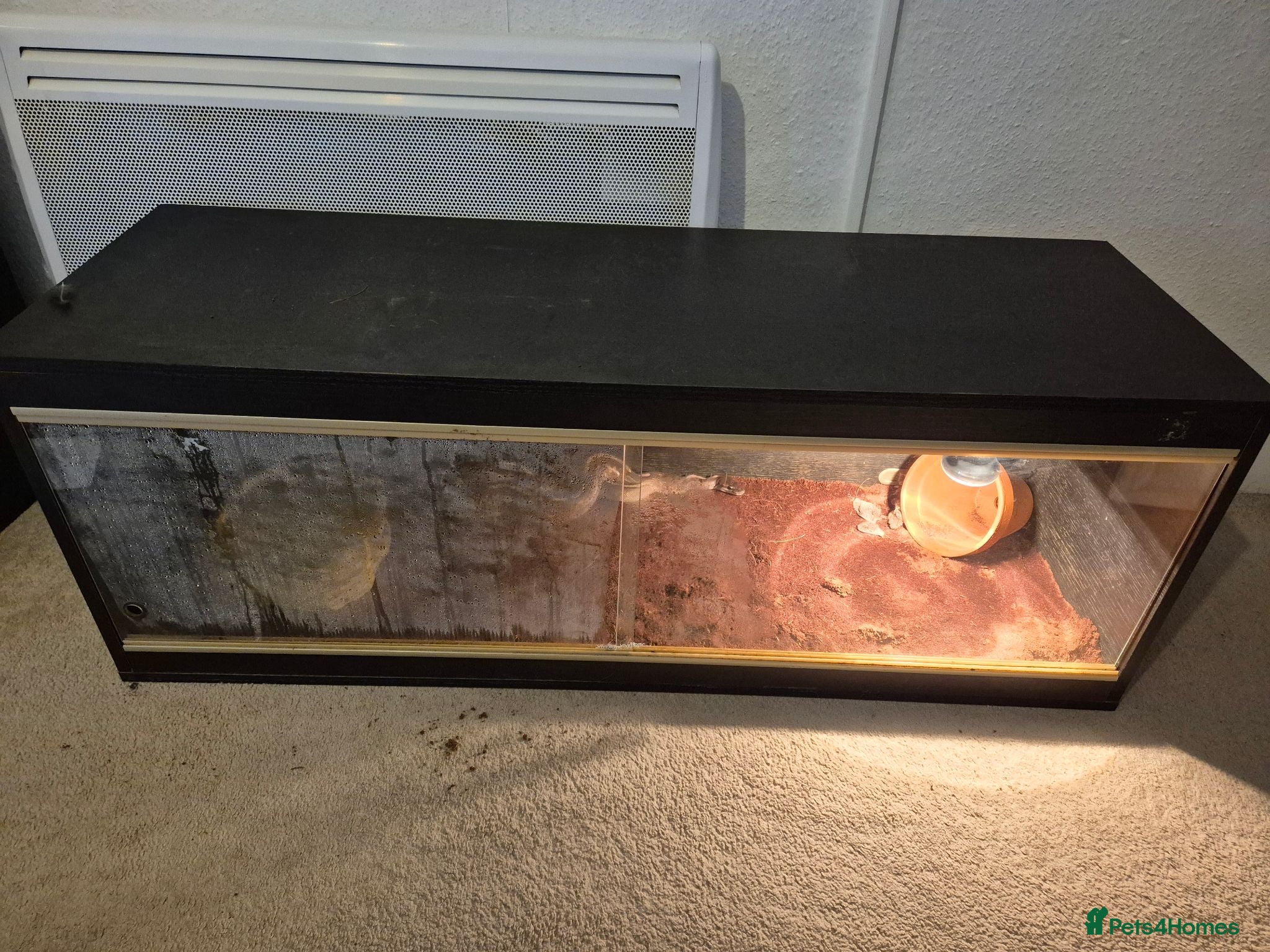 Mixed Breed reptiles Fire pastel royal python female - Advert 2