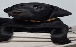 Labrador Retriever dogs for sale: Excellent KC Registered working Black Lab pups  - Image 21