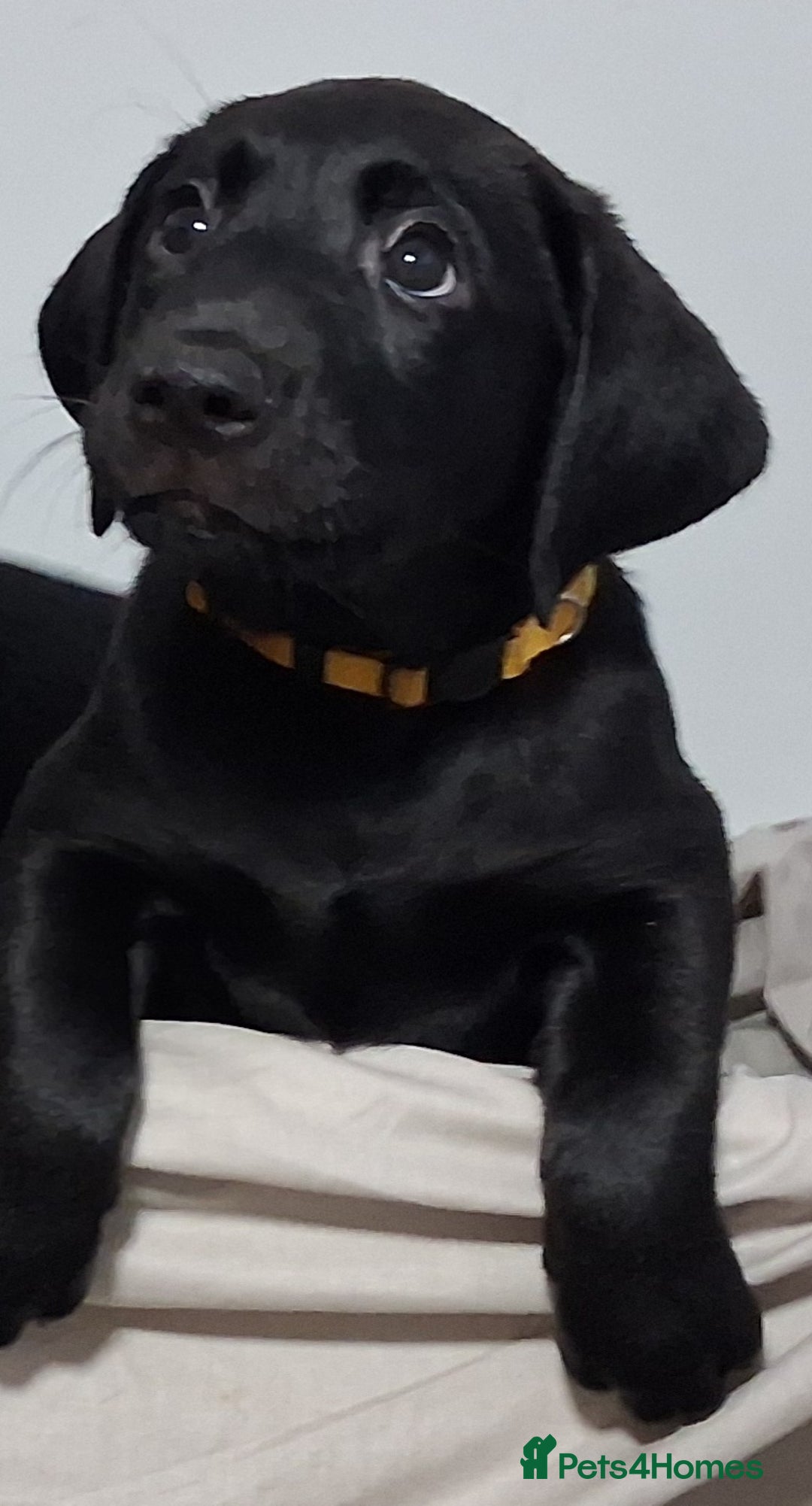 Labrador Retriever dogs for sale: Excellent KC Registered working Black Lab pups  - Image 21