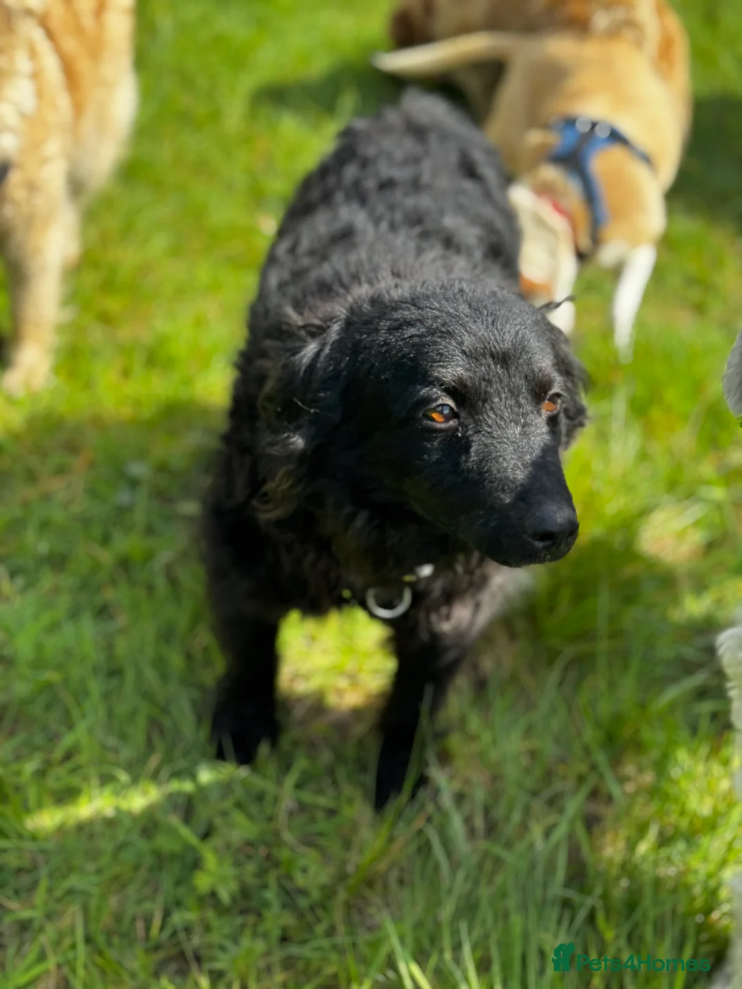 Mixed Breed dogs for adoption: Sweet Diana looking for a home in Salisbury - Advert 19