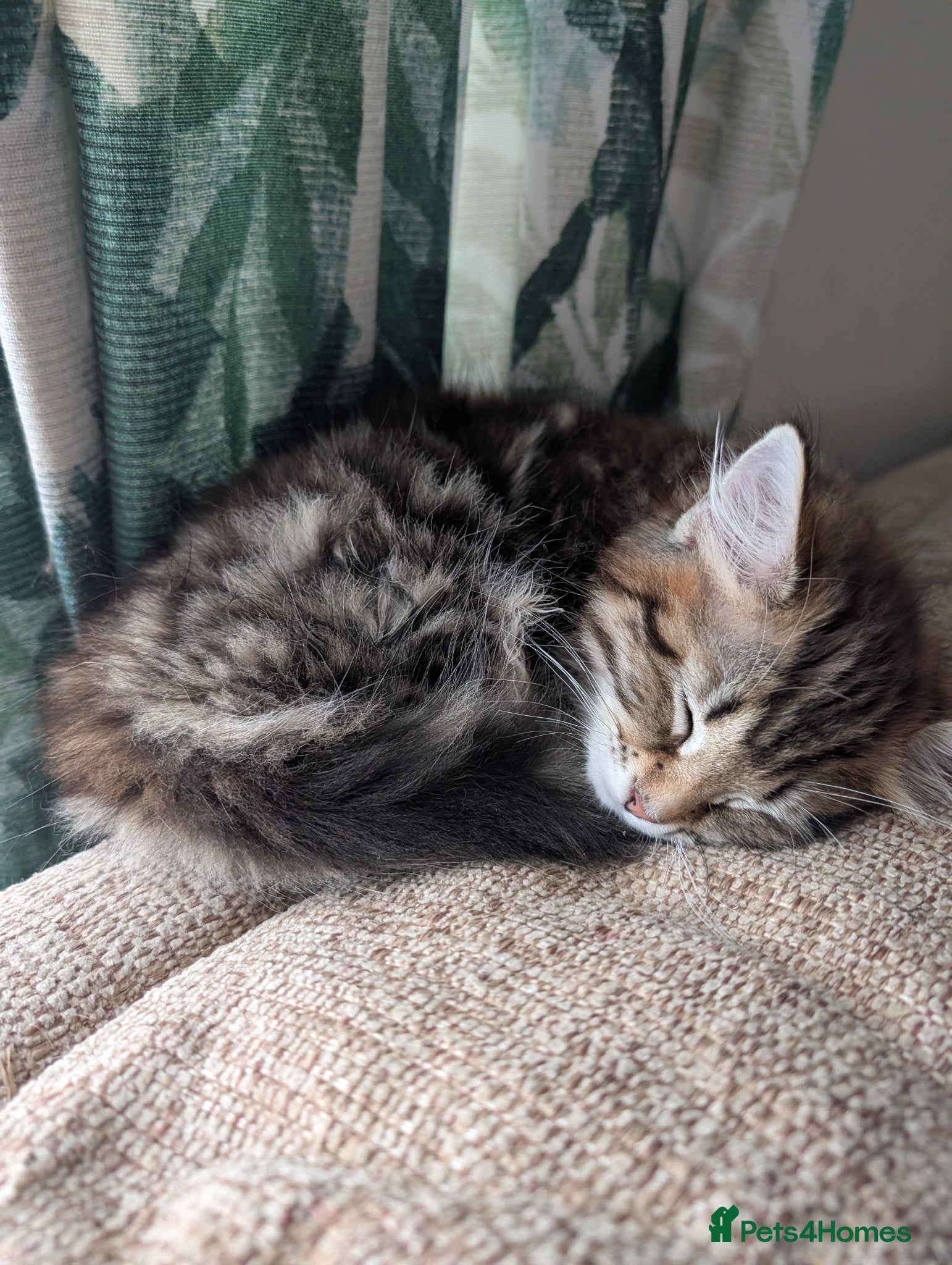 Mixed Breed cats for sale: 3 beautiful kittens ready for their forever home - Advert 1