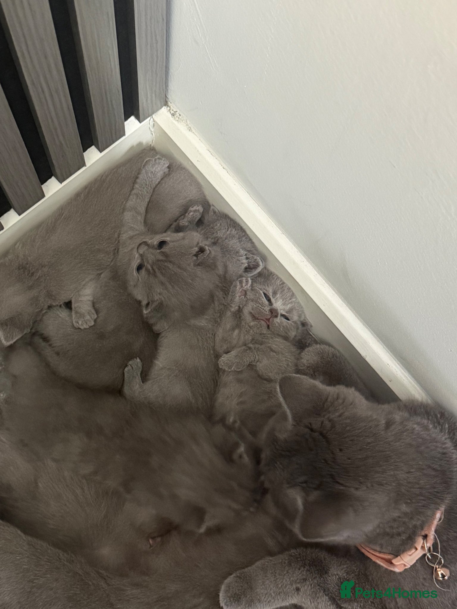 British Shorthair cats for sale: pedigree kittens  in London - Advert 8