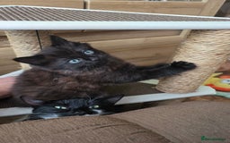 Mixed Breed cats for sale: Little boy looking for a loving home - Image 7