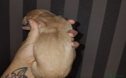 Miniature Dachshund dogs for sale: Exceptional minature cream dachshunds - Image 3