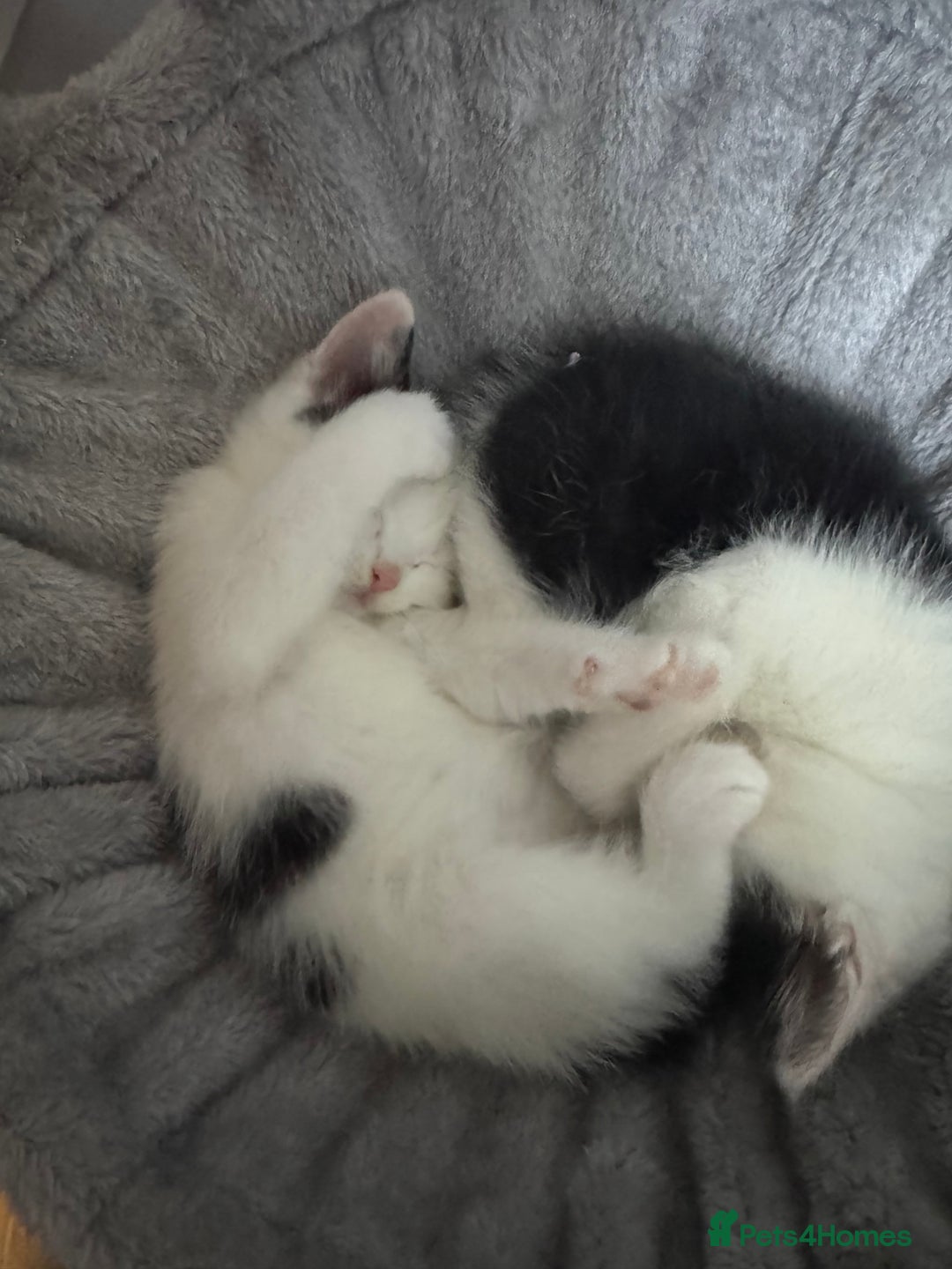 Mixed Breed cats for sale: Kittens for sale  - Advert 6