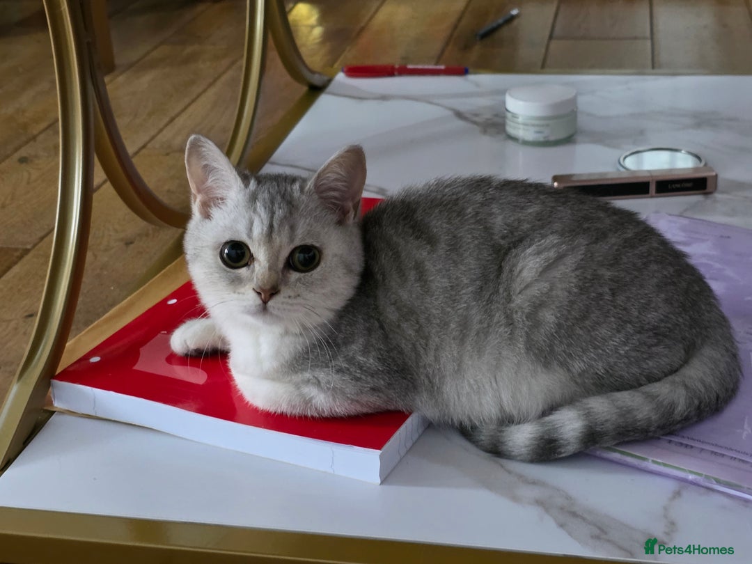 British Shorthair cats for sale: Pedigree British Short-hair kittens  - Image 30