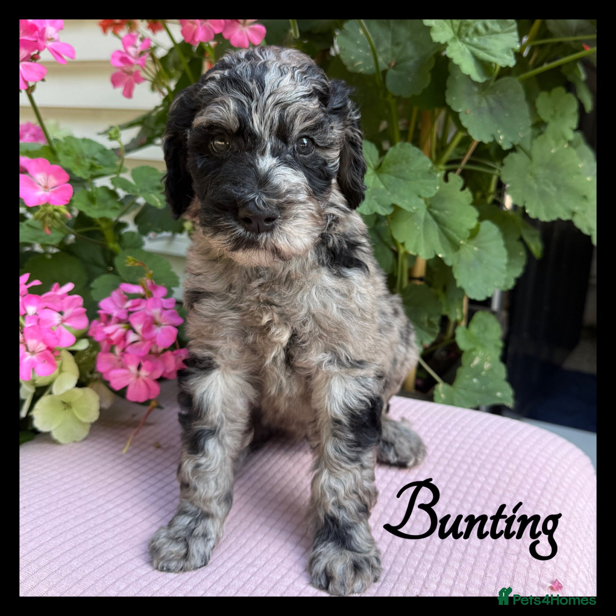Labradoodle dogs 🌈CAN STAY FOR UPCOMING HOLS🌈OUTSTANDING PUPS🌈 - Advert 1