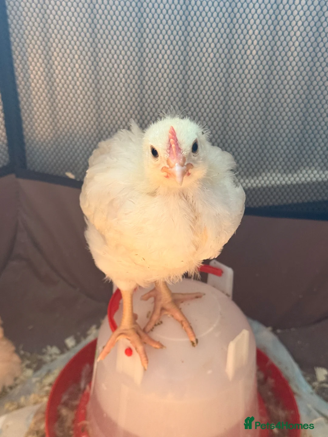 Chickens poultry for sale: 4 Cockerels- standard (meat) breed in Oldham - Advert 1