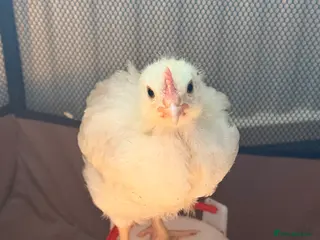 Chickens poultry 4 Cockerels- standard (meat) breed - Advert 1