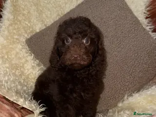 Miniature Poodle dogs 🩷🩷Stunning Chocolate Miniature Poodles🩷🩷 - Advert 3
