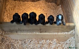 Cocker Spaniel dogs for sale: Cocker spaniel puppies - Image 5