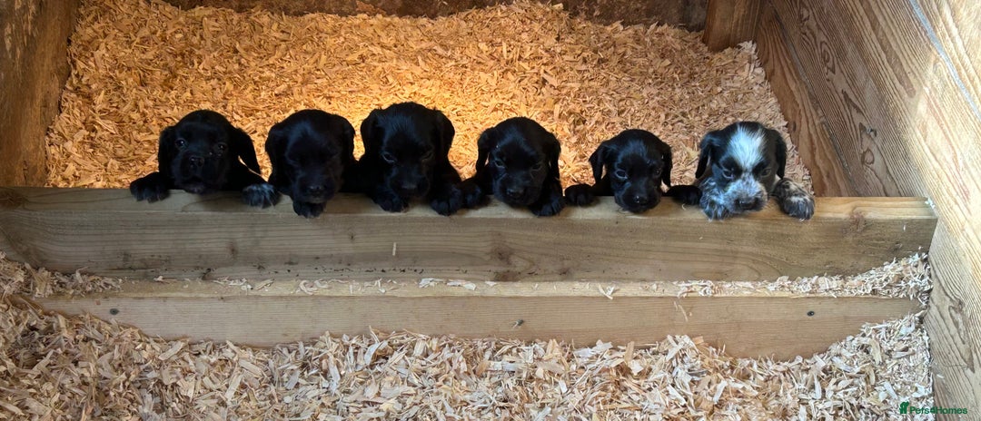 Cocker Spaniel dogs for sale: Cocker spaniel puppies - Image 5