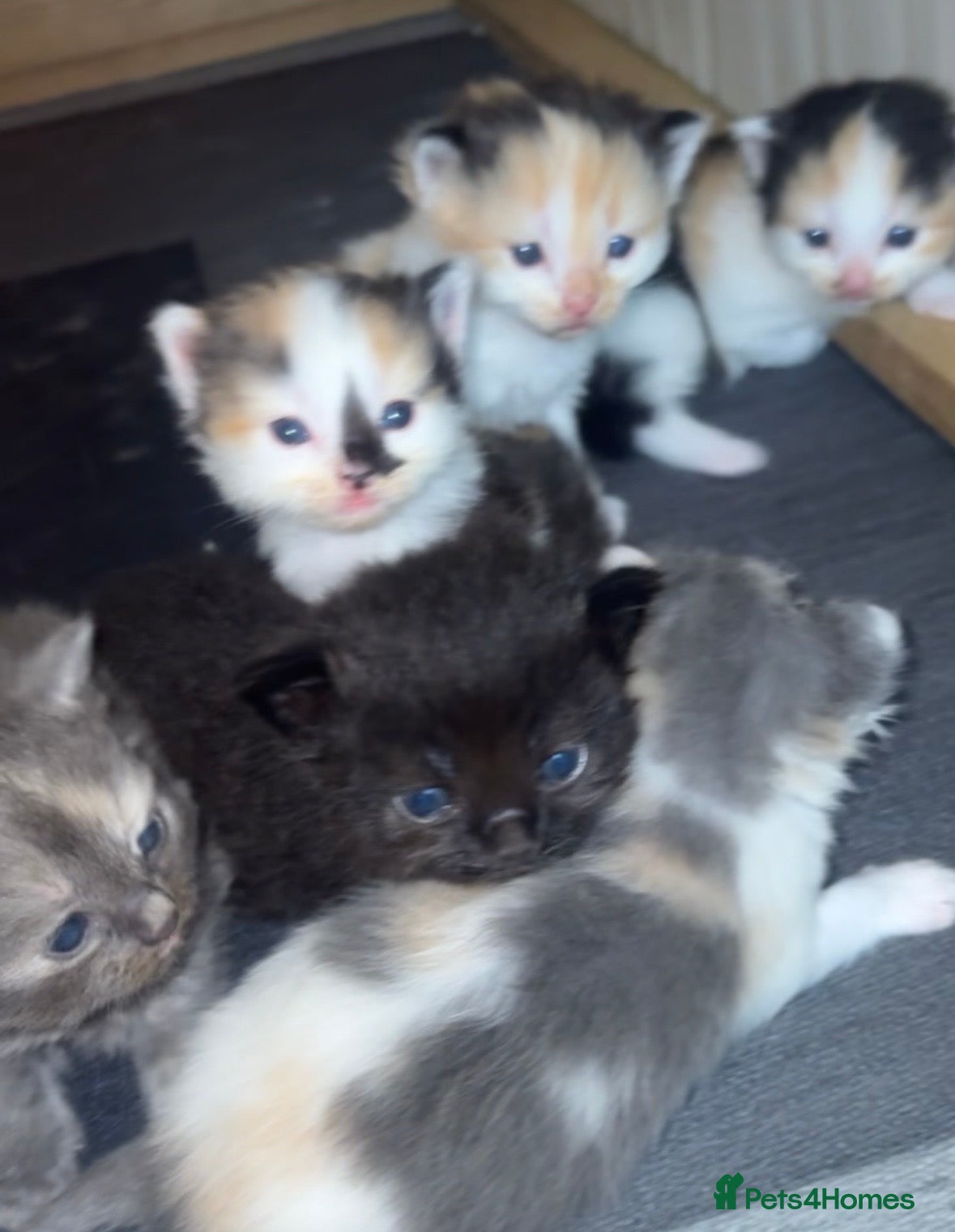 Ragdoll cats Ragdoll x Norwegian forest kittens - Advert 1