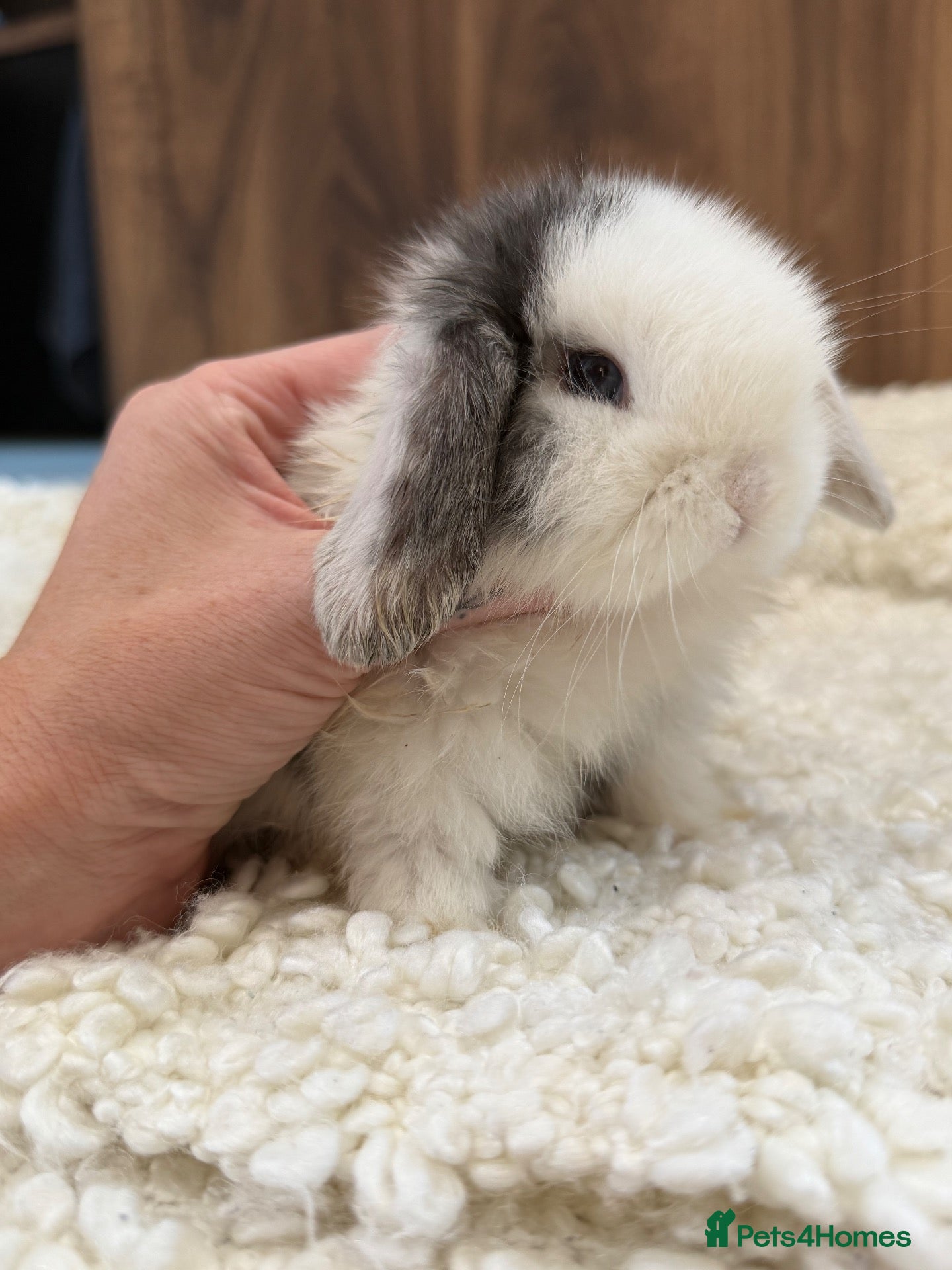 Mini Lop rabbits Beautiful mini lop babies available  - Advert 7