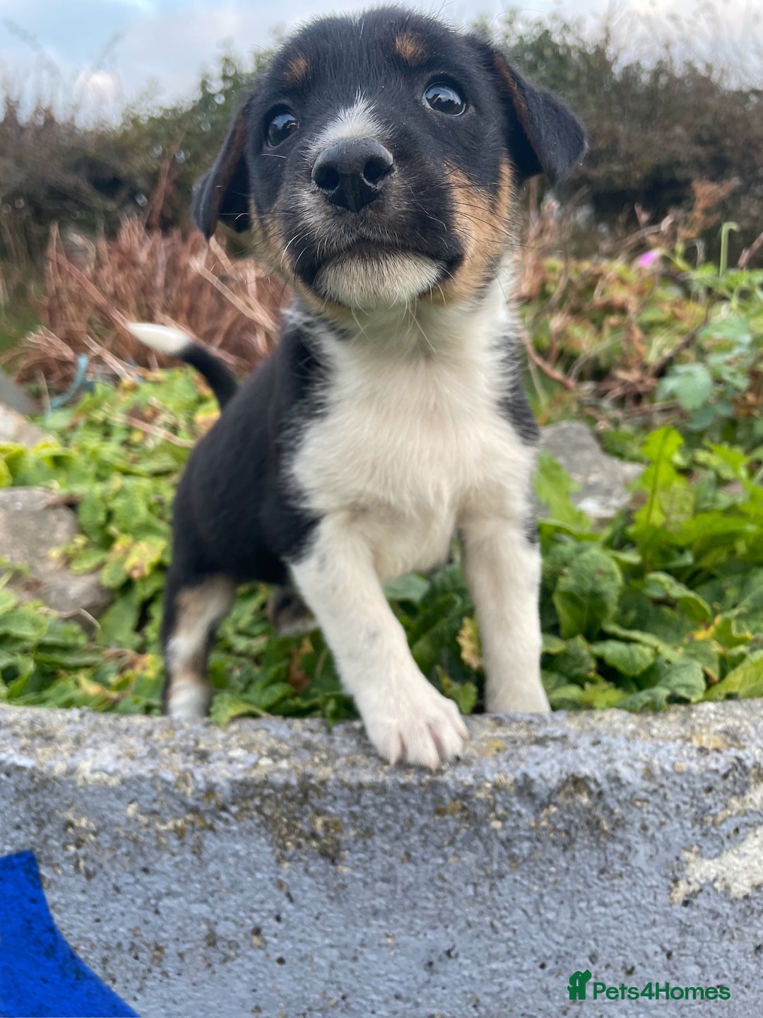 Mixed Breed dogs for sale: Border Jack Puppies (Border Collie X Jack Russel) - Image 10