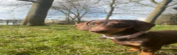 Miniature Dachshund dogs for sale: KC Registered Miniature Dachshund Puppies - Advert 11