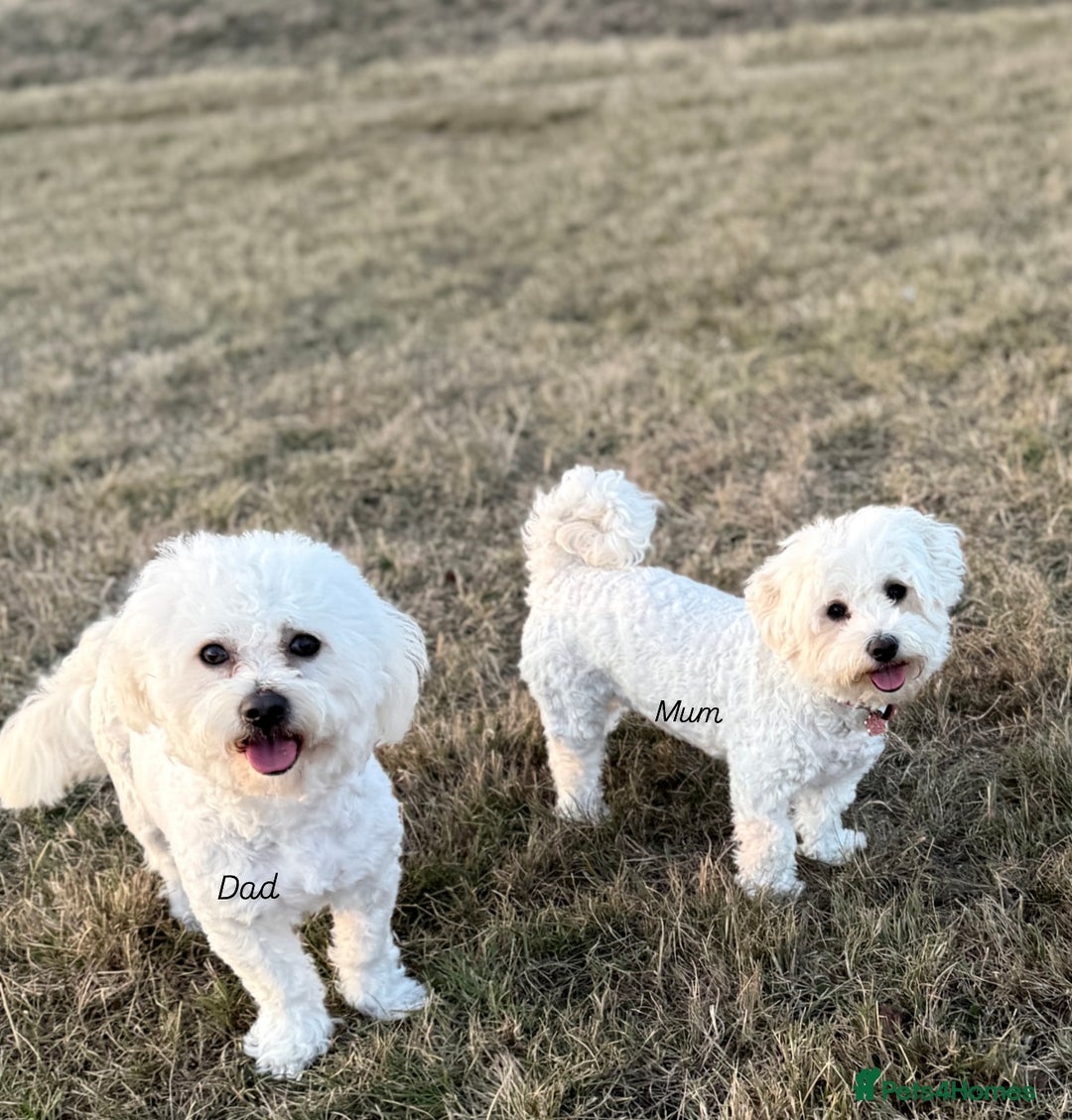 Bichon Frise dogs for sale: Bichon Frise Puppies  - Advert 3