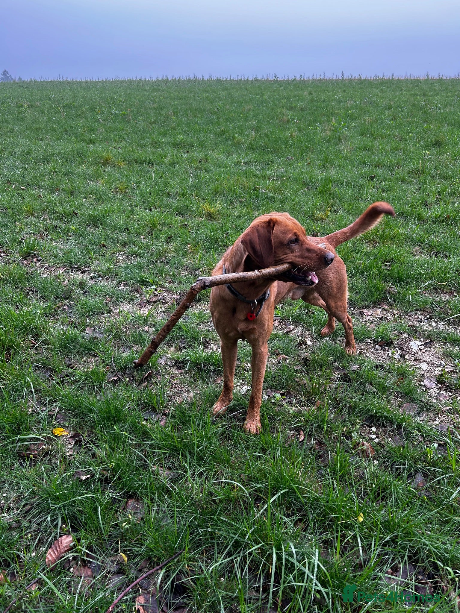 Labrador Retriever dogs Stunning KC Registred Fox Red Labrador Stud dog - Advert 6
