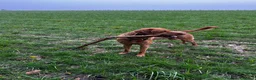 Labrador Retriever dogs for stud: Stunning KC Registred Fox Red Labrador Stud dog - Advert 1