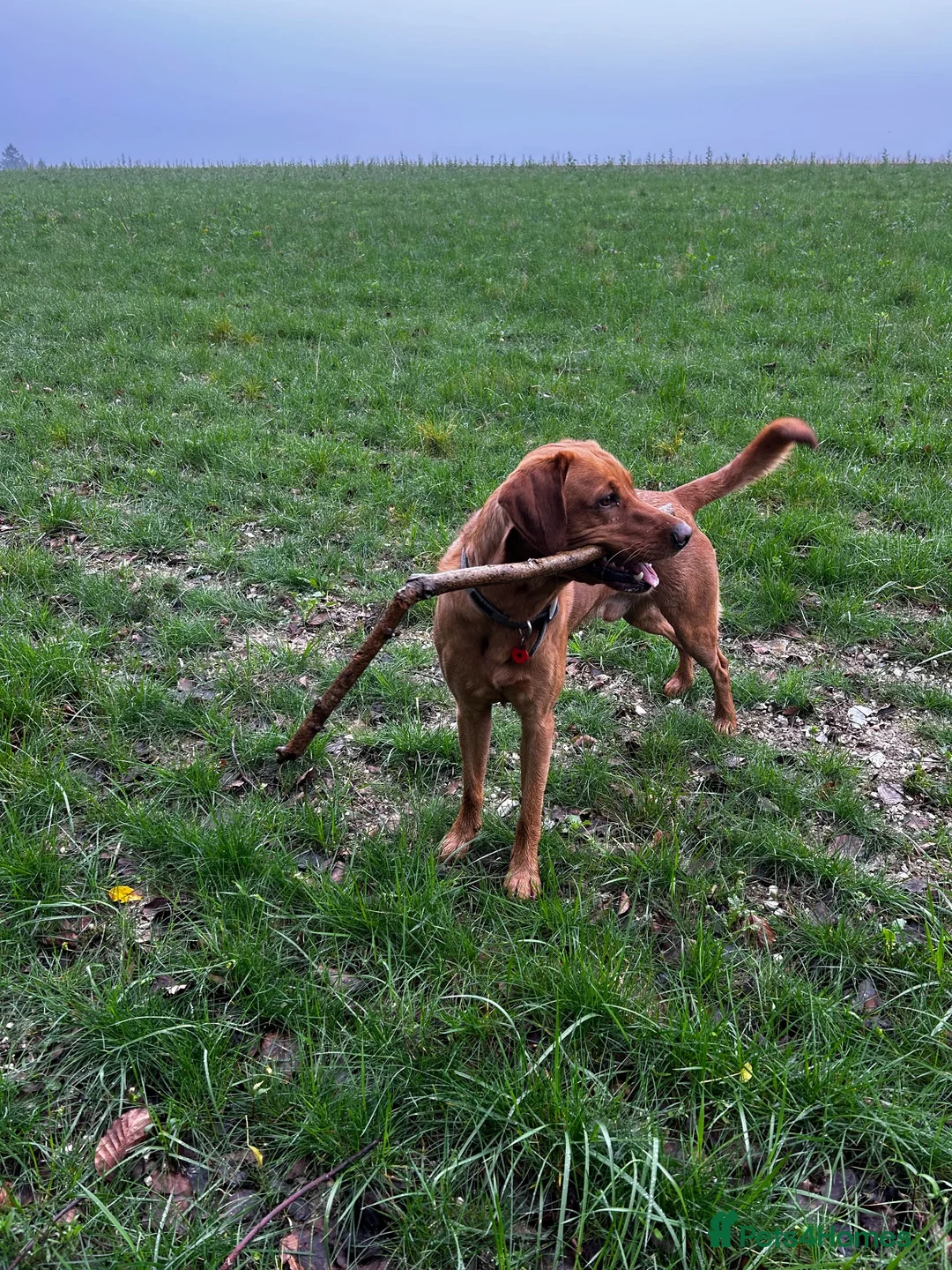 Labrador Retriever dogs for stud: Stunning KC Registred Fox Red Labrador Stud dog - Advert 1