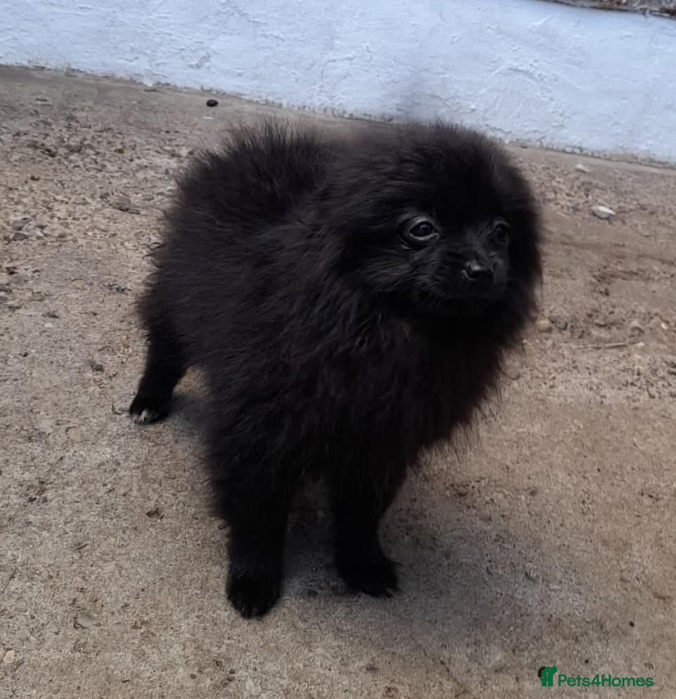 Pomeranian dogs Pomeranian puppies  - Advert 2