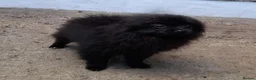 Pomeranian dogs for sale: Pomeranian puppies  - Advert 1