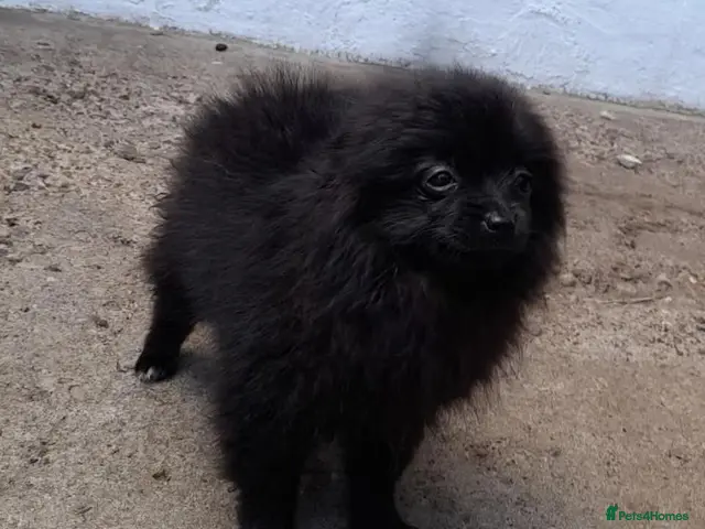 Pomeranian dogs for sale: Pomeranian puppies - Advert 2