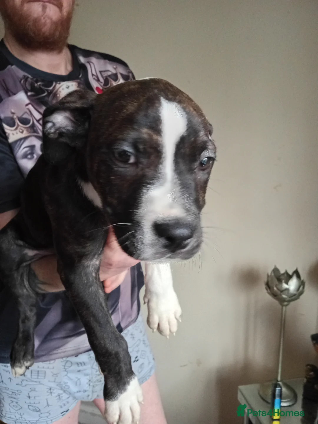 Mixed Breed dogs for sale: Puppys - Advert 6