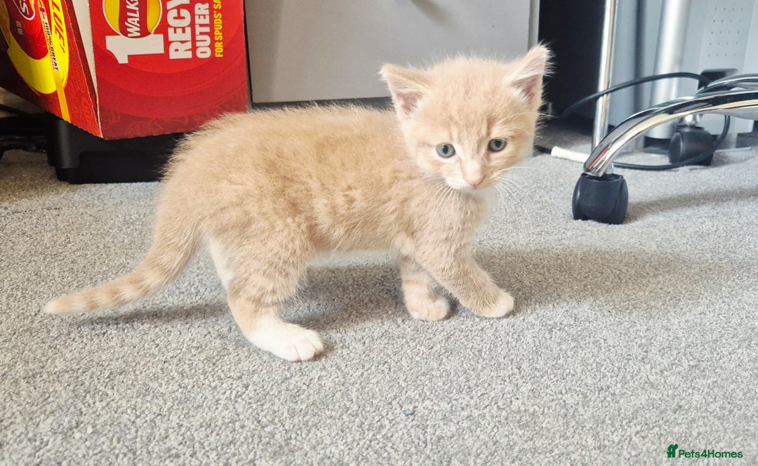 Mixed Breed cats for sale: Ginger kitten male left  - Image 12